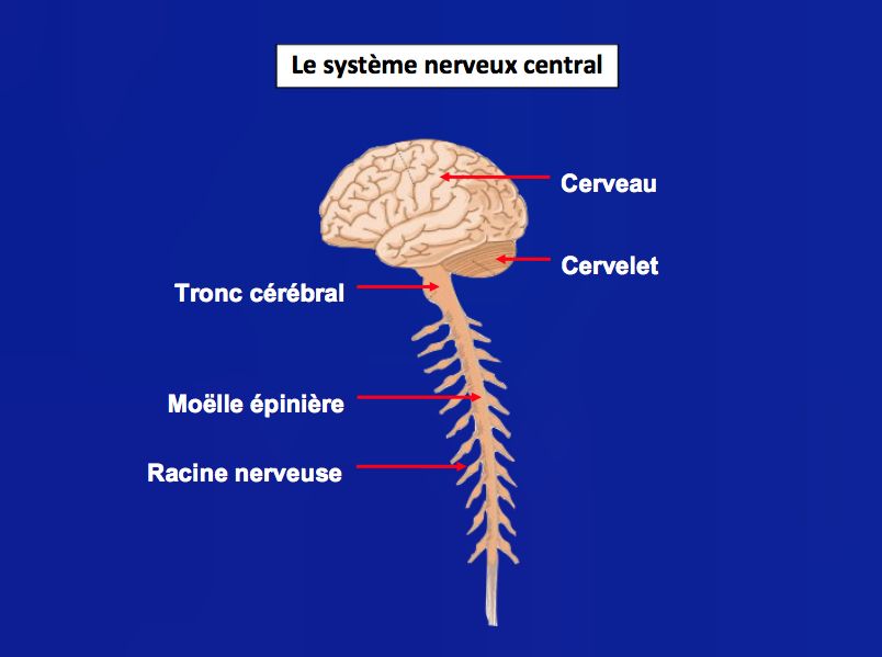 système nerveux central